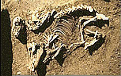 Cambrian Archaeology
