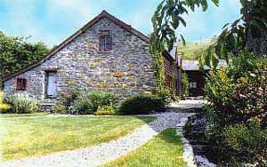 Glyngynwydd