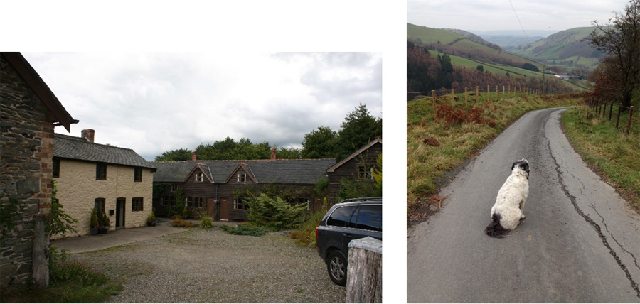 Glyngynwydd