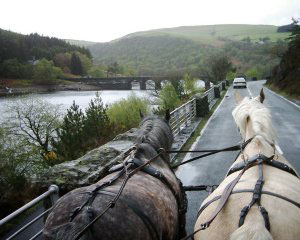 Carriage Driving Mid Wales
