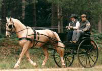 Carriage Driving Mid Wales