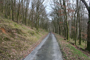 Wooded countryside nearing Llanidloes