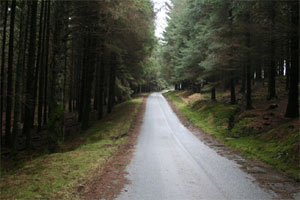 Hafren Forest