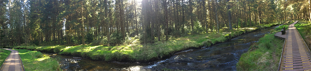 Hafren Forest trail