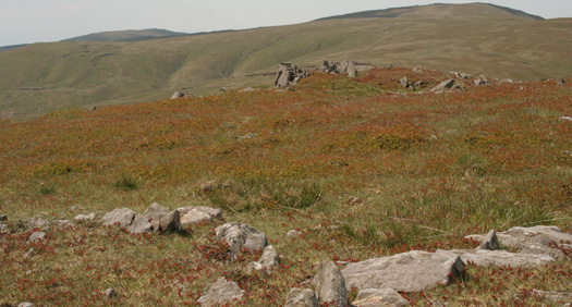 Cambrian Mountains