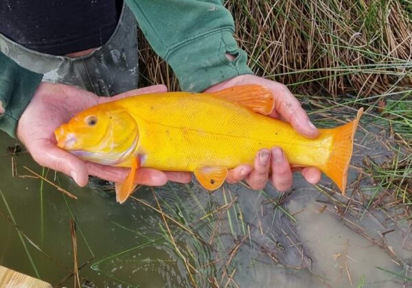 Coarse fishing at Red Kite Touring Park